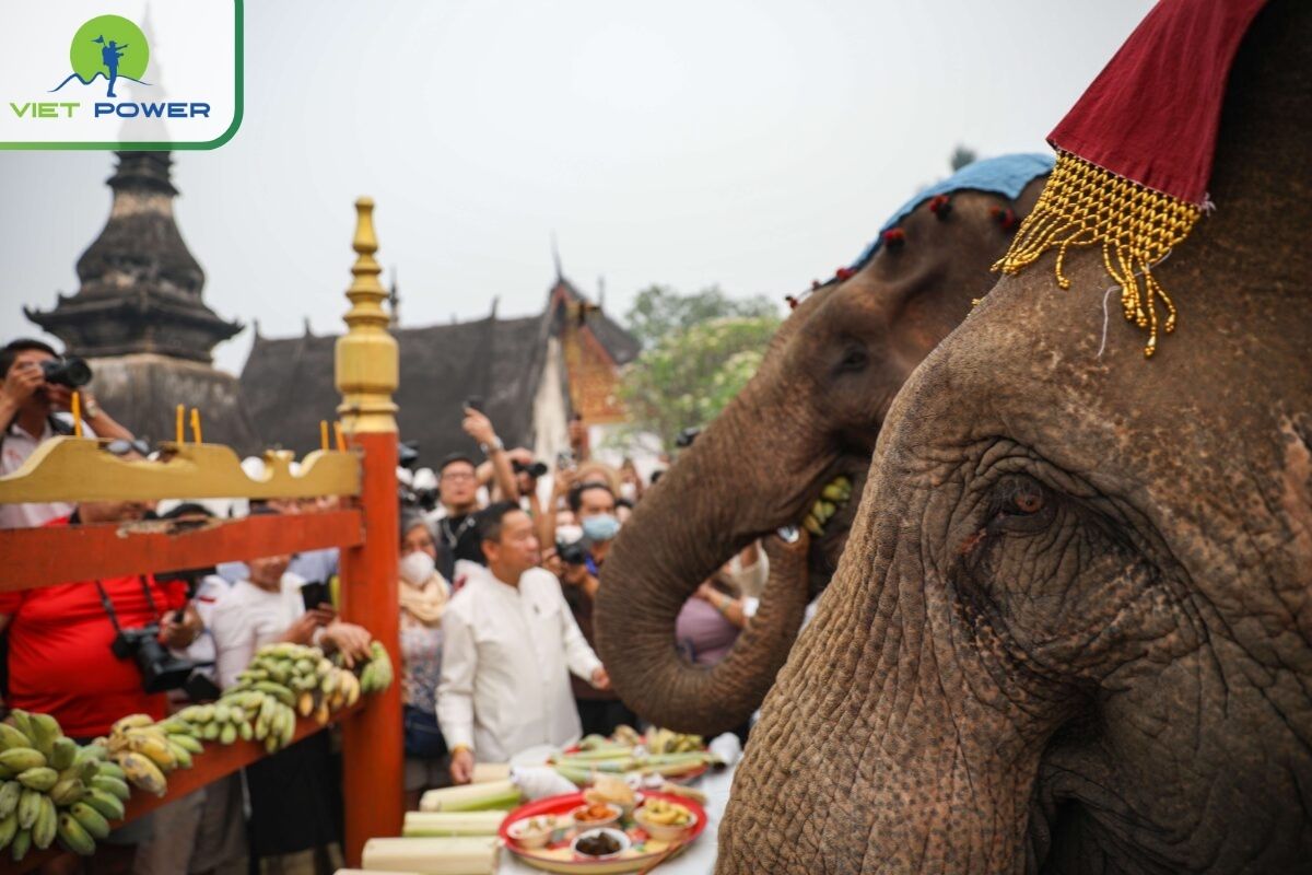 Laos: Elephant Land