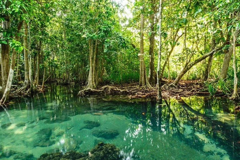 Immerse in Nature: A Day Tour of Can Gio Mangrove Biosphere